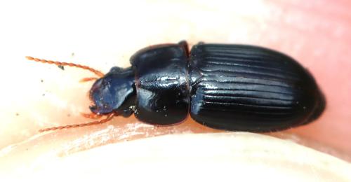 Harpalus sp.